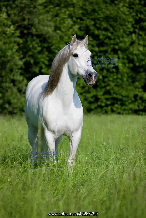 : PRE, Pura Raza Espanola, Andalusian horse, stands : PRE, Pura Raza Espanola, Andalusian horse, stands