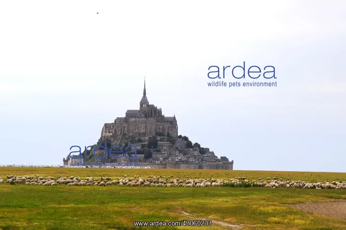 : Pre-sales sheeps in front of the Mont-Saint-Michel France : Pre-sales sheeps in front of the Mont-Saint-Michel France