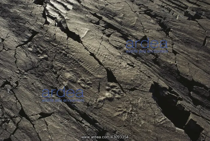 : Precambrian Fossils : Precambrian Fossils