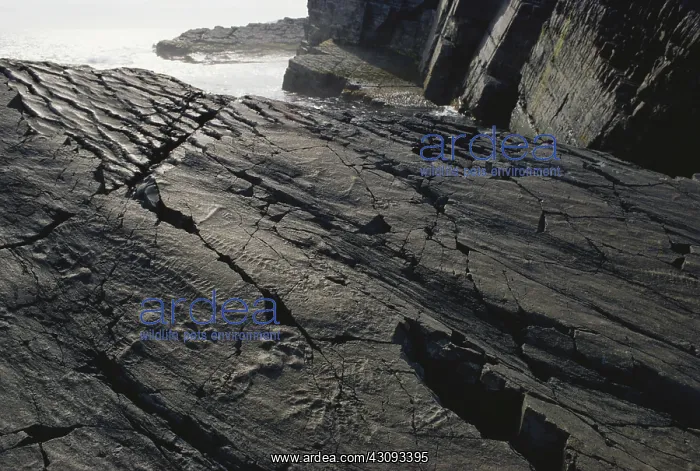 : Precambrian Fossils : Precambrian Fossils