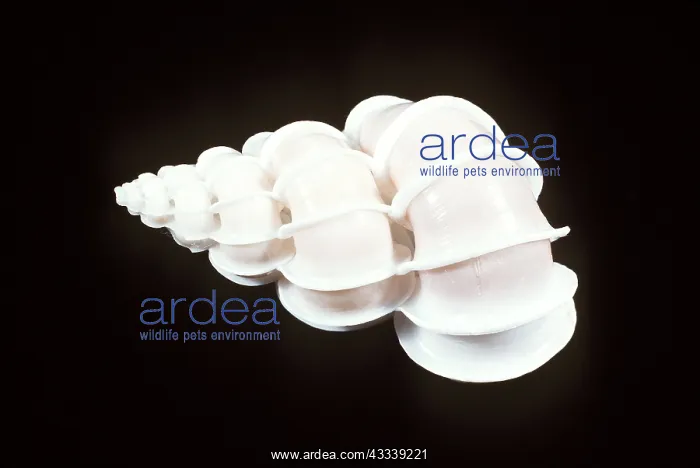 : PRECIOUS WENTLETRAP SHELL : PRECIOUS WENTLETRAP SHELL