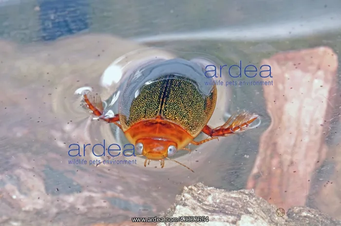 : Predaceous Diving Beetle : Predaceous Diving Beetle
