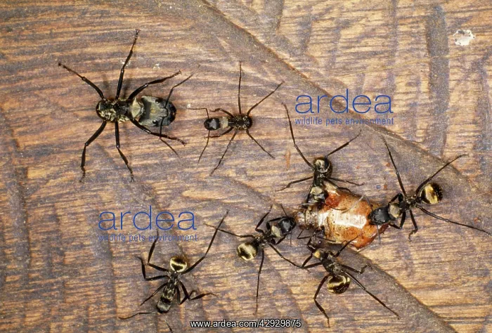  : Predator Ants