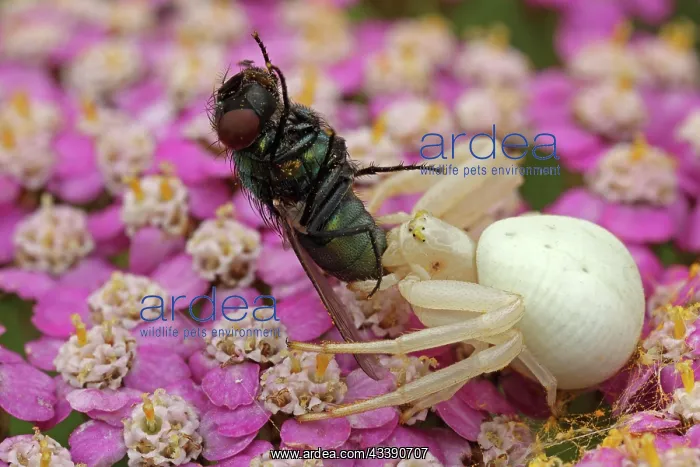 : Predator and prey, goldenrod crab spider (Misumena : Predator and prey, goldenrod crab spider (Misumena