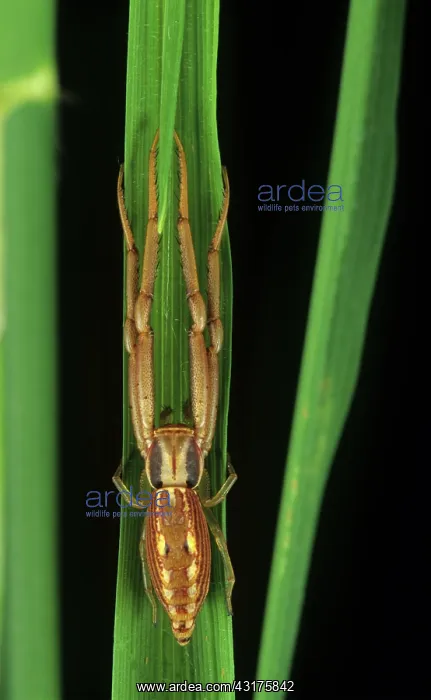 : Predator spider : Predator spider