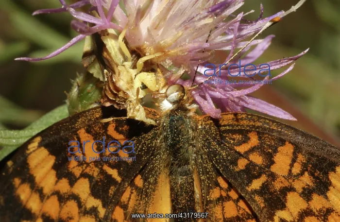 : Predatory Ambush Bug : Predatory Ambush Bug