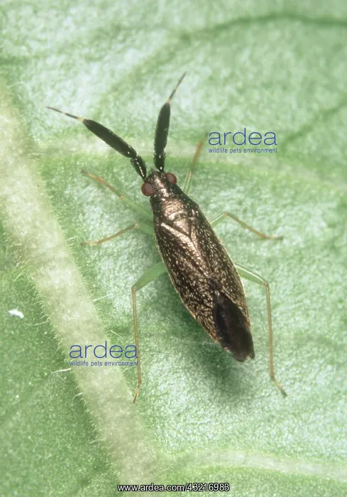 : A predatory bug : A predatory bug