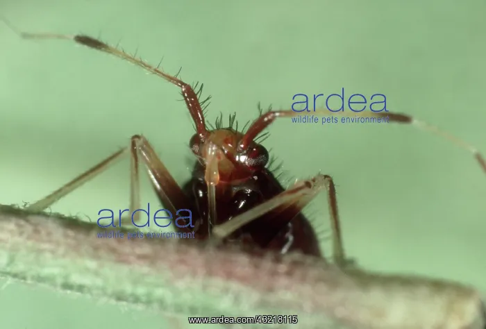 : Predatory bug : Predatory bug