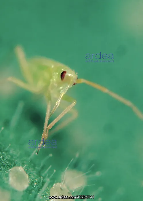 : Predatory bug : Predatory bug