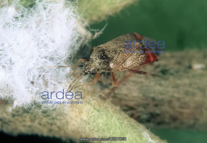 : Predatory bug eats aphids : Predatory bug eats aphids