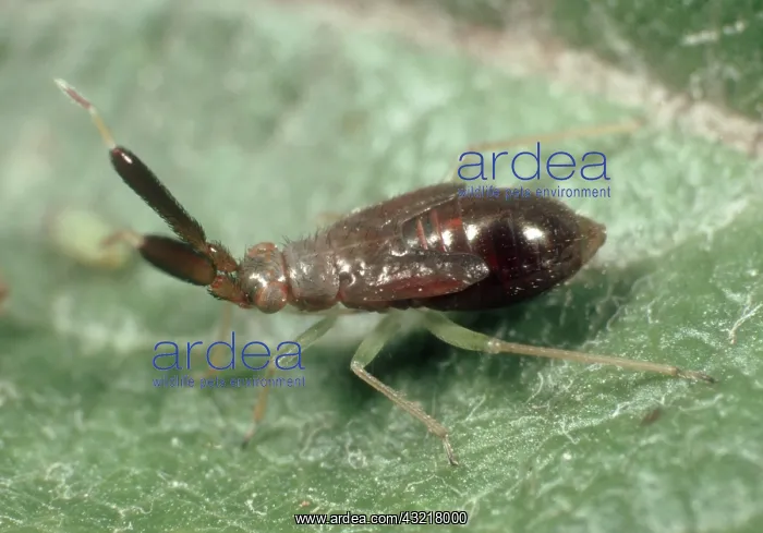 : Predatory bug Nymph : Predatory bug Nymph