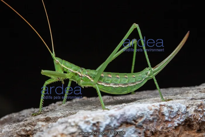 : Predatory Bush Cricket (Saga pedo) on black background : Predatory Bush Cricket (Saga pedo) on black background