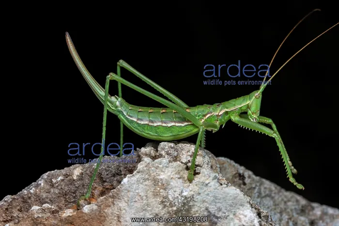 : Predatory Bush Cricket (Saga pedo) on black background : Predatory Bush Cricket (Saga pedo) on black background