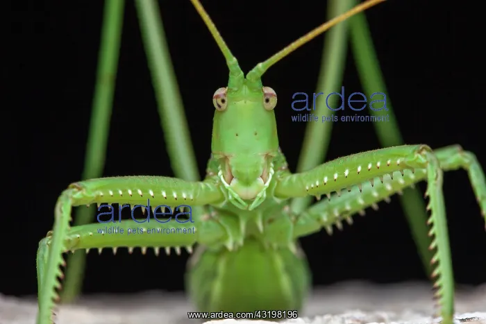 : Predatory Bush Cricket (Saga pedo) portrait, Saint-Jean-de-B : Predatory Bush Cricket (Saga pedo) portrait, Saint-Jean-de-B