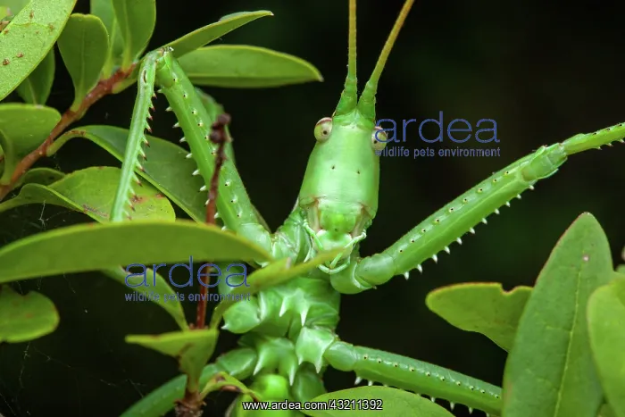 : Predatory Bush Cricket (Saga pedo) portrait, Saint-Jean-de-B : Predatory Bush Cricket (Saga pedo) portrait, Saint-Jean-de-B
