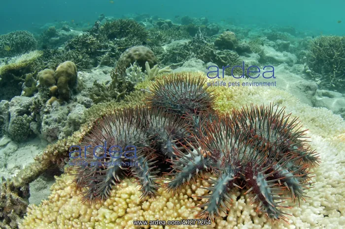: Predatory Crown-of-thorns Seastars - on Table Coral (Acropor : Predatory Crown-of-thorns Seastars - on Table Coral (Acropor