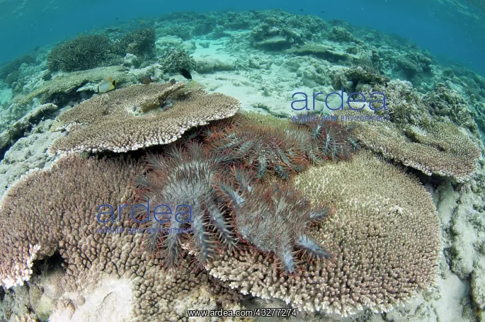 : Predatory Crown-of-thorns Seastars - on Table Coral (Acropor : Predatory Crown-of-thorns Seastars - on Table Coral (Acropor