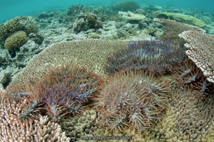 : Predatory Crown-of-thorns Seastars - on Table Coral (Acropor : Predatory Crown-of-thorns Seastars - on Table Coral (Acropor