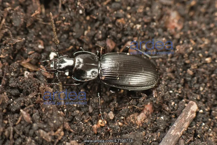 : Predatory ground beetle : Predatory ground beetle