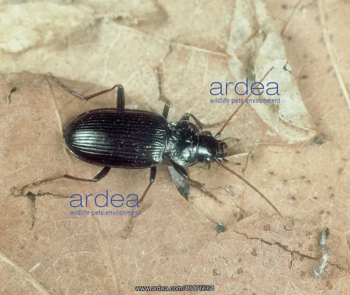 : Predatory ground beetle : Predatory ground beetle