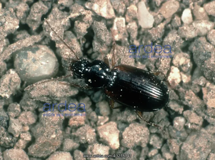 : Predatory ground beetle : Predatory ground beetle