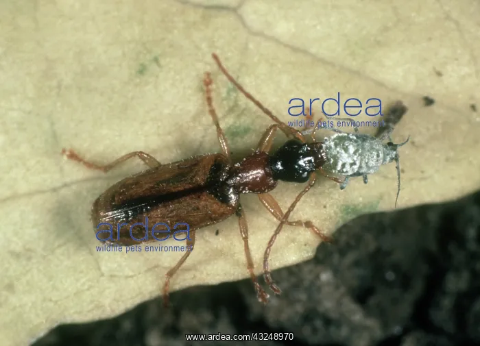 : Predatory ground beetle eats aphid : Predatory ground beetle eats aphid