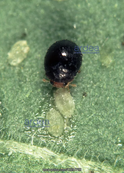 : Predatory ladybird eats whitefly scales : Predatory ladybird eats whitefly scales
