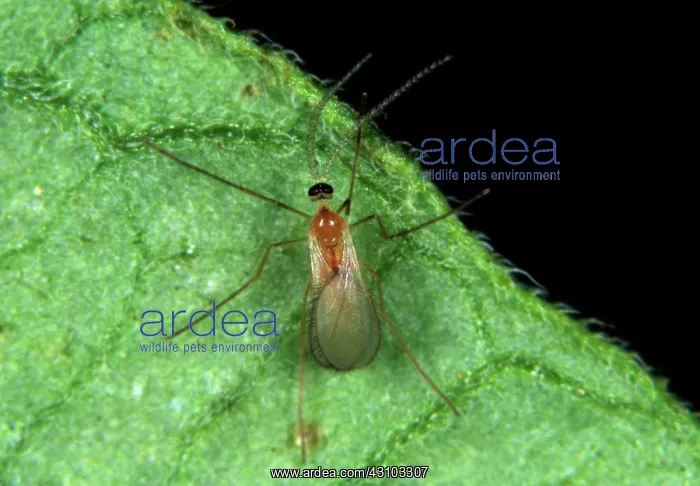 : Predatory midge (Feltiella acarisuga) : Predatory midge (Feltiella acarisuga)
