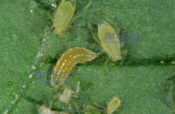 : Predatory midge larva : Predatory midge larva