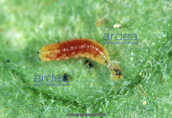 : Predatory midge larva eats mite : Predatory midge larva eats mite