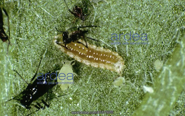 : Predatory Midge Larvae : Predatory Midge Larvae
