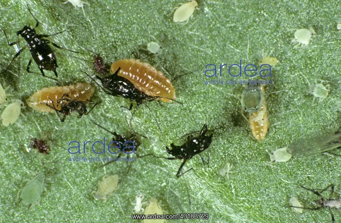 : Predatory Midge Larvae : Predatory Midge Larvae