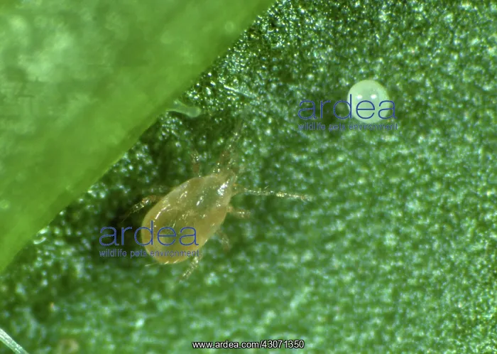 : Predatory mite : Predatory mite