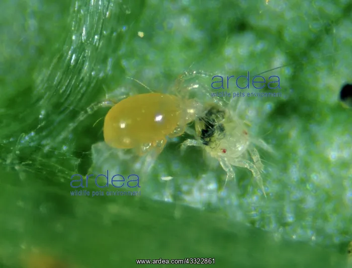 : Predatory mite : Predatory mite