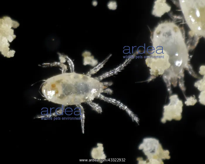 : Predatory mite : Predatory mite