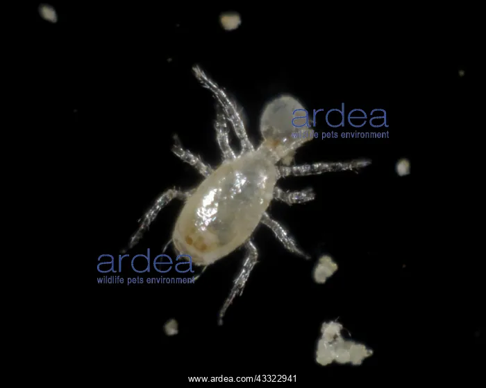 : Predatory mite : Predatory mite