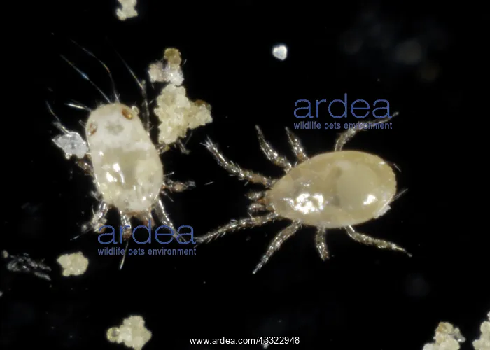 : Predatory mite : Predatory mite