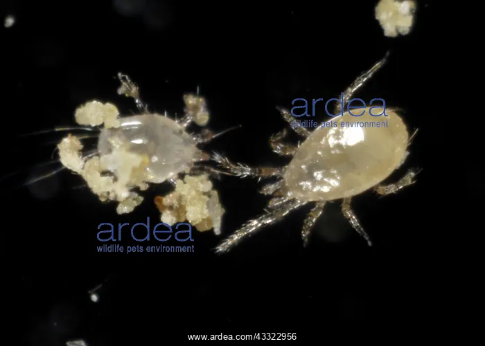 : Predatory mite : Predatory mite