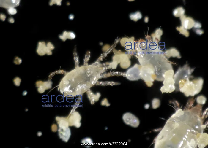 : Predatory mite : Predatory mite
