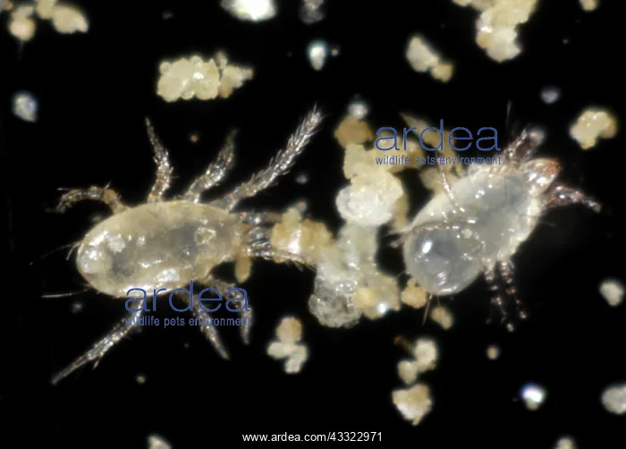 : Predatory mite : Predatory mite