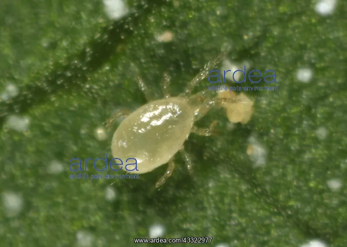 : Predatory mite : Predatory mite
