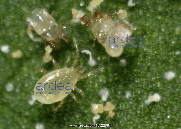 : Predatory mite : Predatory mite