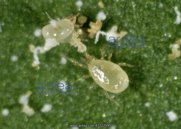 : Predatory mite : Predatory mite