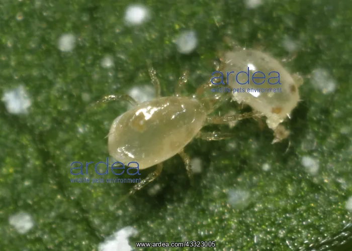 : Predatory mite : Predatory mite