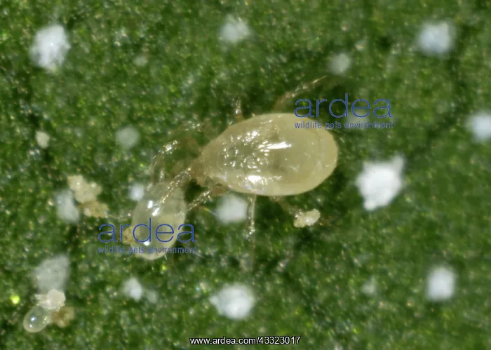 : Predatory mite : Predatory mite