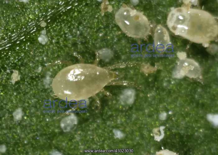 : Predatory mite : Predatory mite