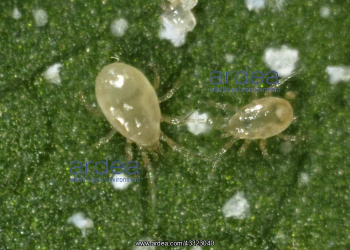 : Predatory mite : Predatory mite