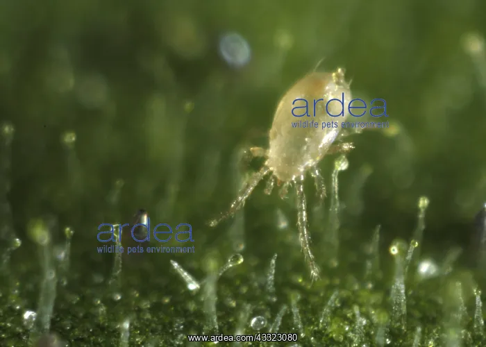 : Predatory mite : Predatory mite