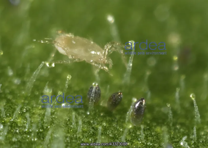 : Predatory mite : Predatory mite