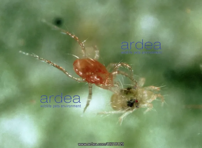: Predatory mite eating prey : Predatory mite eating prey